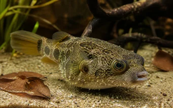 Tetraodon palembangensis
