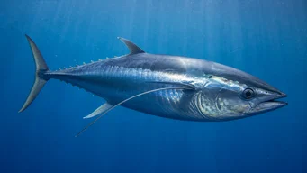 Thunnus alalunga Germon Thunfisch