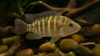 Tilapia mariae Fünf -Band -Tilapia