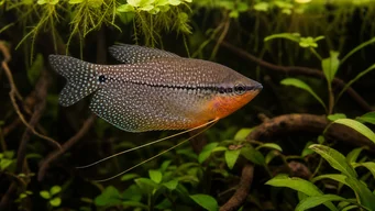 Trichogaster leeri Mosaik Gourami