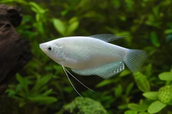 Trichogaster microlepis Gourami Mond