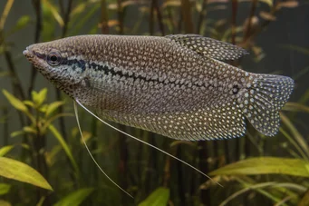 Trichogaster pectoralis Schlangenhaut Gourami