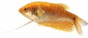 Trichogaster trichopteru... Gourami mit drei goldene...