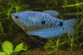 Trichogaster trichopterus sumatranus Gourami mit drei goldenen Flecken