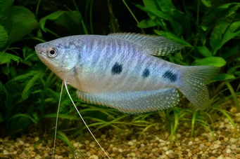 Trichogaster trichopterus Drei Flecken, Blue Gourami