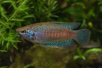 Trichopsis pumila Zwerg Gourami