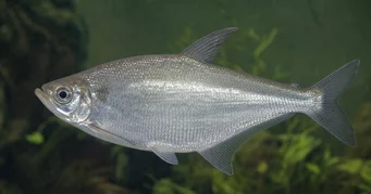 Triportheus albus Tetra-Hersteller mit gelben Flossen
