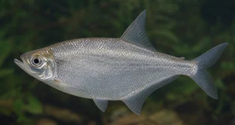 Triportheus angulatus Unterbrochen