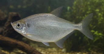 Triportheus rotundatus Runde Armbrust Tetra
