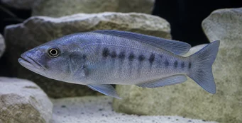 Tyrannochromis macrostoma Makrostoma -Tyrannochromis