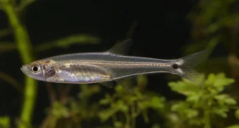Tyttocharax atopodus Schnurrbart Tetra