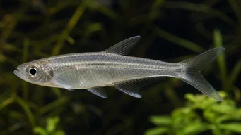 Xenurobrycon macropus (Brycon in Gros-yeux)