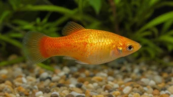 Xiphorus maculatus (Xipho grün oder xipho wild)