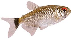 Moenkhausia oligolepis (Moenkhaussia mit roten Augen)