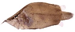 Monocirrhus polyacanthus (Feuerwehrmann)