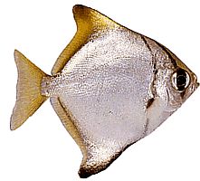 Monodactylus argenteus (Mondfisch)