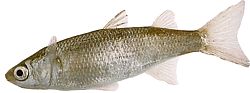 Mugil labrosus (Maultiere mit großen Lippen)