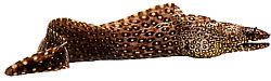 Muraena lentiginosa
