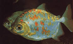 Myleus rubripinnis luna (Metynnis-Lune mit roter Haken)