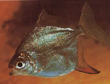 Myleus rubripinnis rubripinnis (Metynnis mit roter Haken)