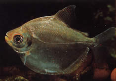 Mylossoma aureum