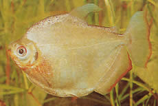 Mylossoma duriventre