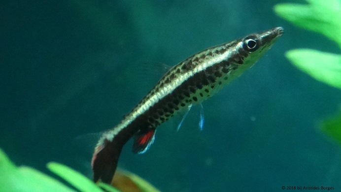 Nannobrycon eques (Bleistift)