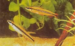 Nannocharax parvus (Großer Streifen Nannocharax)