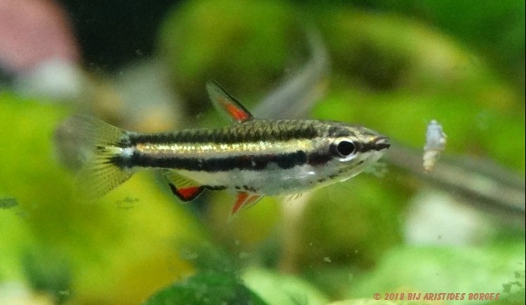 Nannostomus marginatus (Zwergstiftfisch)