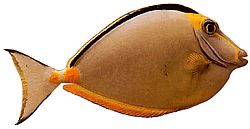 Naso lituratus (Nasenorange Sporen)