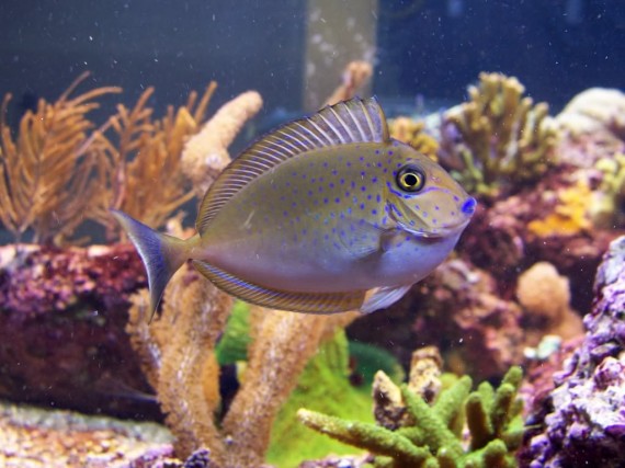 Naso Lopezi (Schlanker Naso)