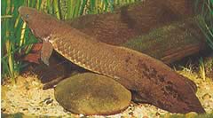 Neoceratodus forsteri (Australische Dipneuste, Barramanda von Aust.)