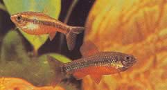 Neolebias ansorgii (Charakter de Ansorge, Rouge du Cameroon)