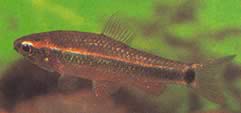 Neolebias axelrodi (Axelrod Neolebias)