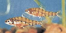 Odontocharacidium aphanes (Odontocharzium -Blattläuse)