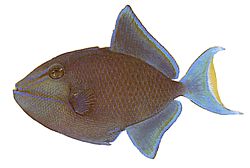 Odonus niger (Blaue Ballistin)