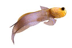 Opistognathus aurifrons (Opistognathe bei Front Doré)