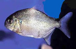 Ossubtus xinguense (Pacou du Rio Xingu, Adlerschnabel Pacou)