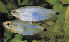 Paragoniates alburnus (Blaues Glas Tetra, Tetra-Pasca)