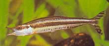 Paraphago rostratus Striped Phago