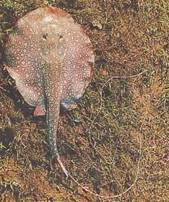 Paratrygon orbicularis Orbikuläre Linie