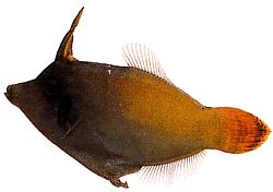 Pervagor melanocephalus Rotschwanzfisch