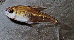 Phenacogaster megalostictus Großer Fleckglas Tetra