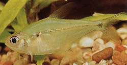 Phenacogaster pectinatus Pektinatus, Goldene Band Tetra