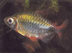 Phenacogrammus altus (Hochkongo Tetra)