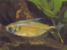 Phenacogrammus ansorgii (Gebräuchlicher Name: Kongo von Kongo de Ansorge)