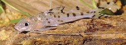 Pimelodus pictus