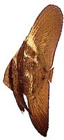 Platax orbicularis Orbikulärfledermausfische