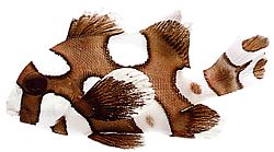 Plectorhynchus chaetodonoides Gaterin Arlequin