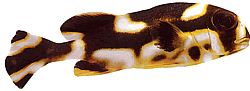 Plectorhynchus orientalis Orientalische Gaterin